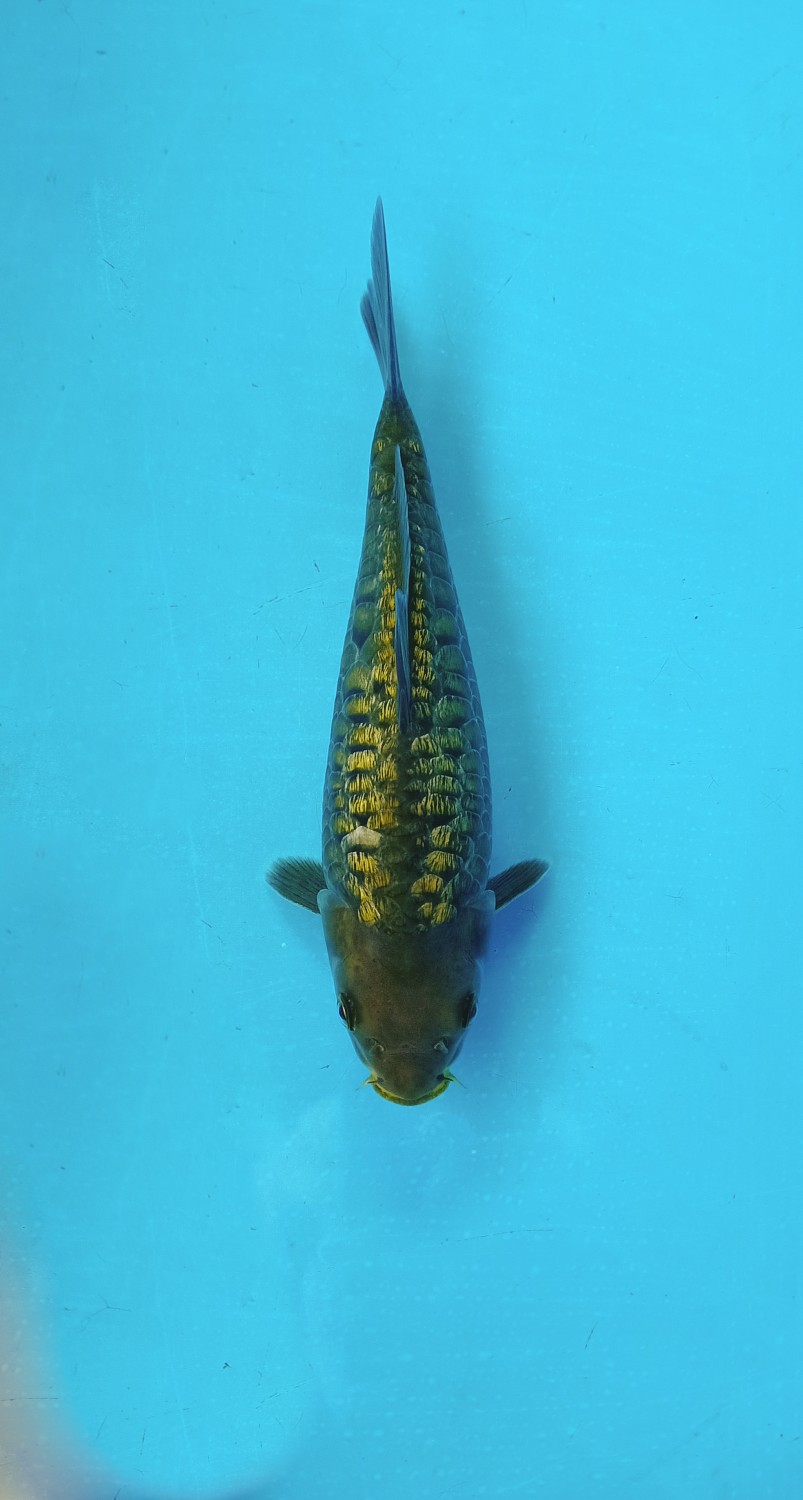 Best In Size F, 21 - 25 cm