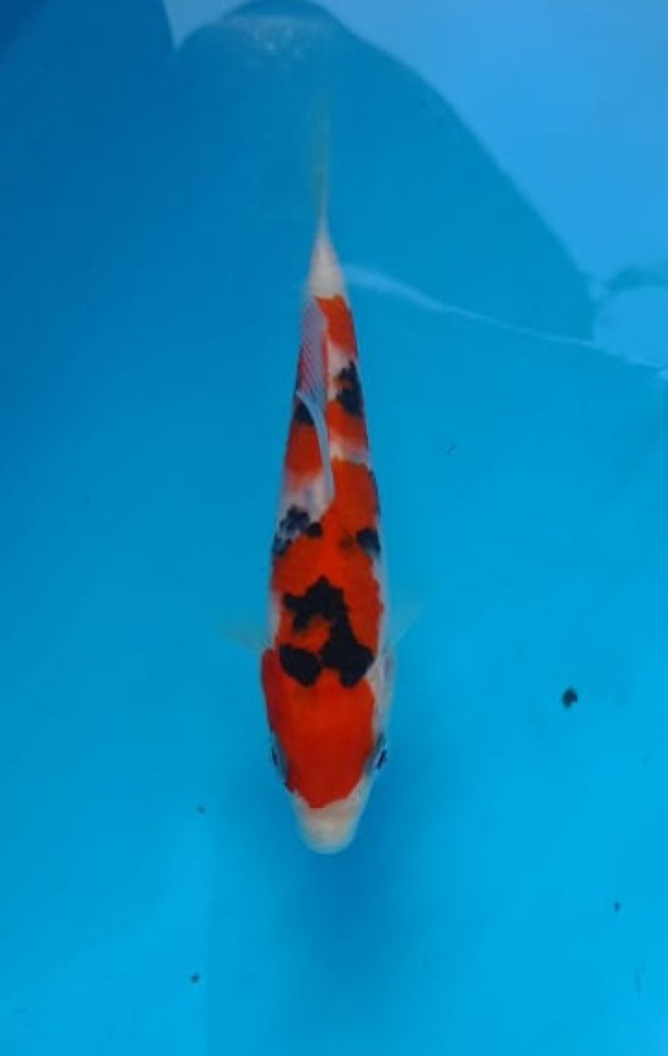 Juara 5