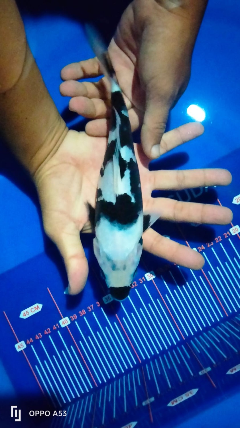 Juara 5