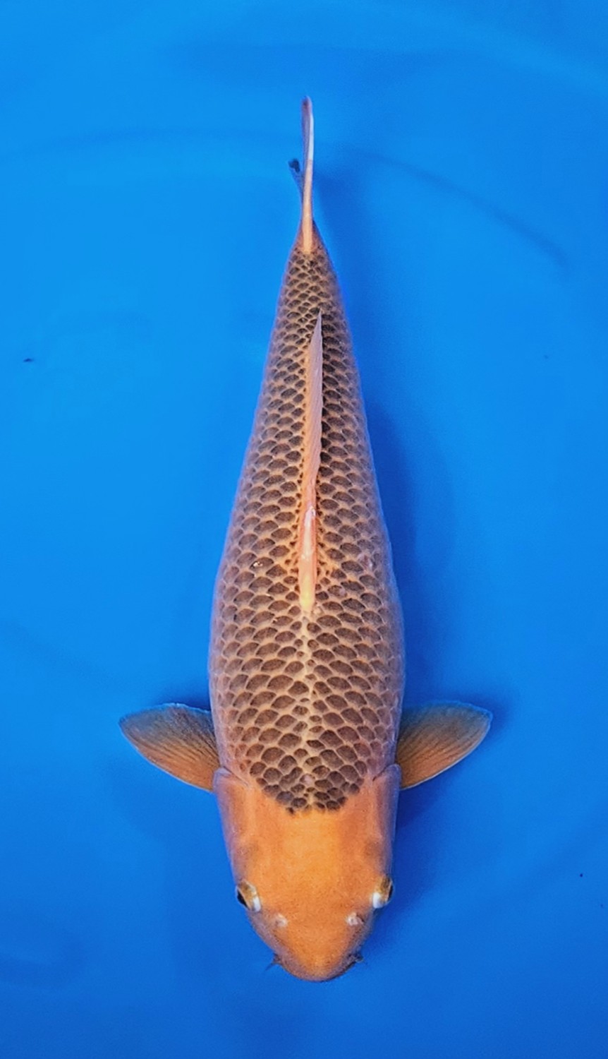 Juara 3