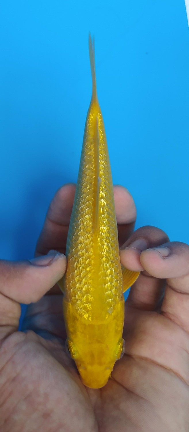 Juara 3