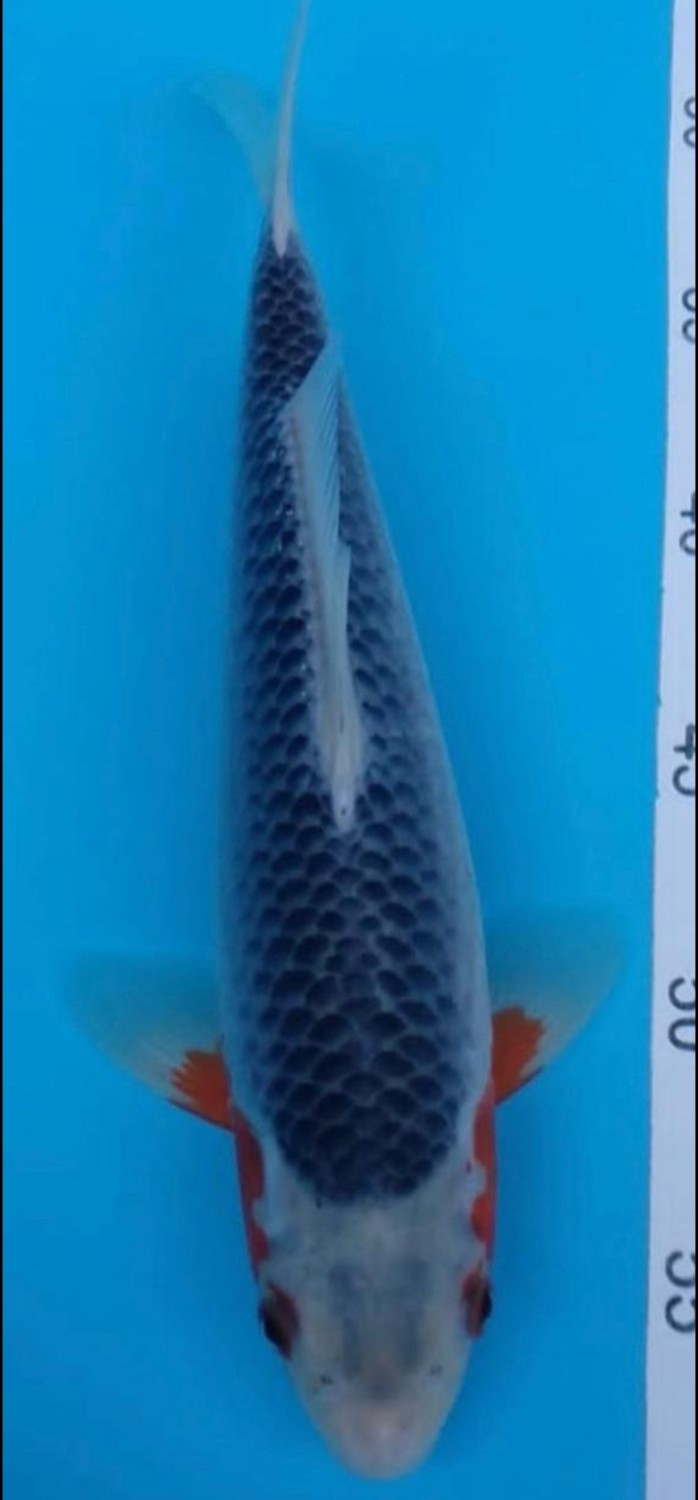 Juara 2