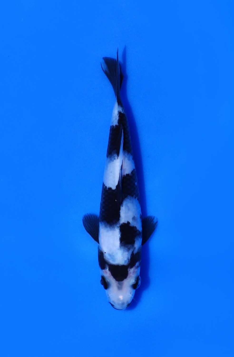 Juara 3