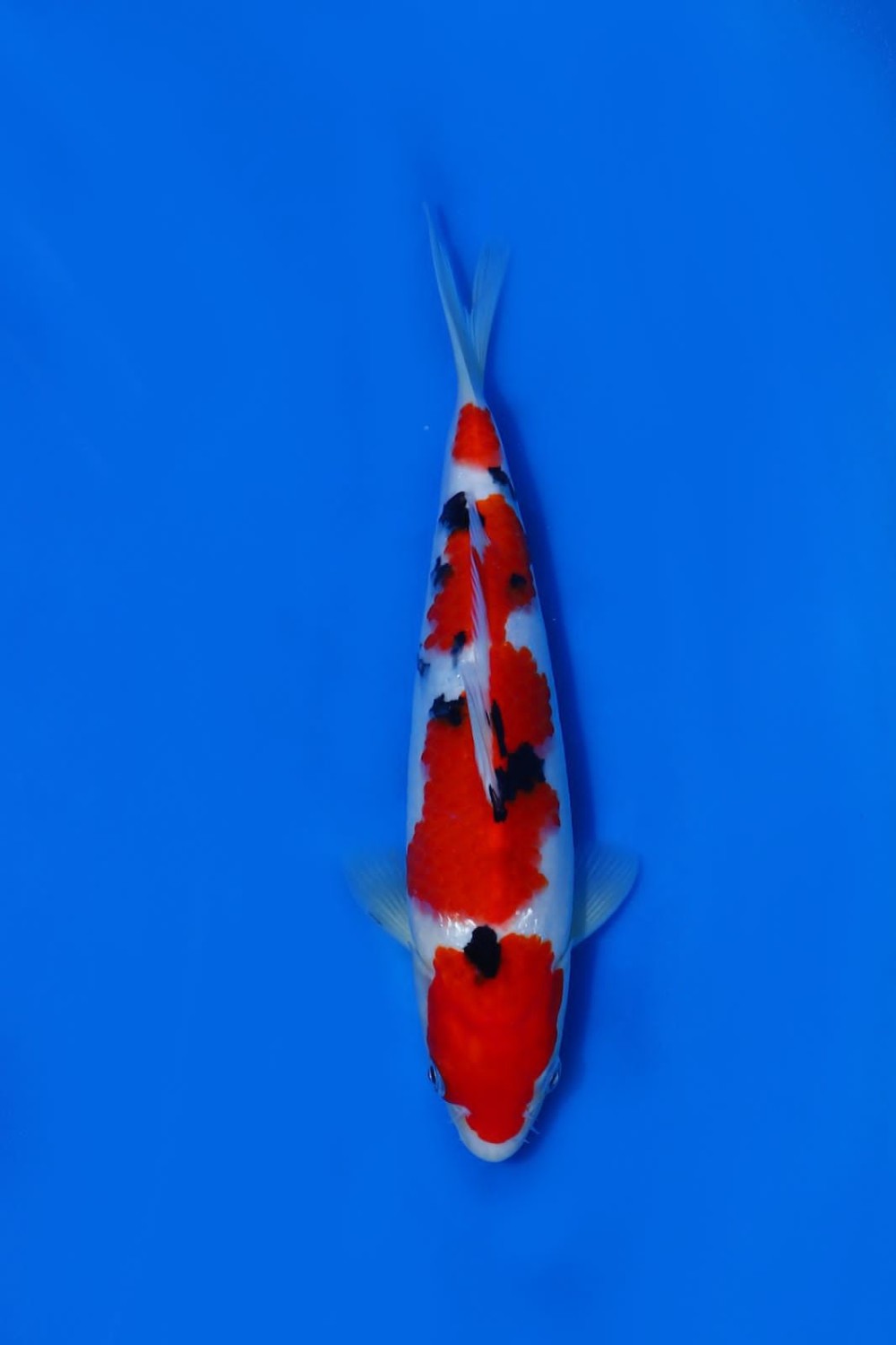 Juara 1