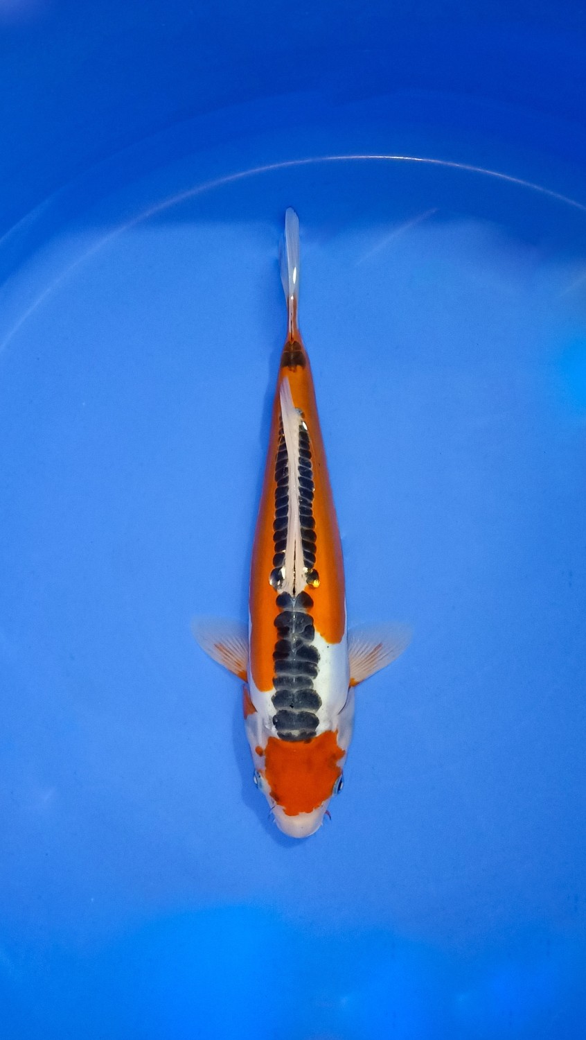 Juara 1