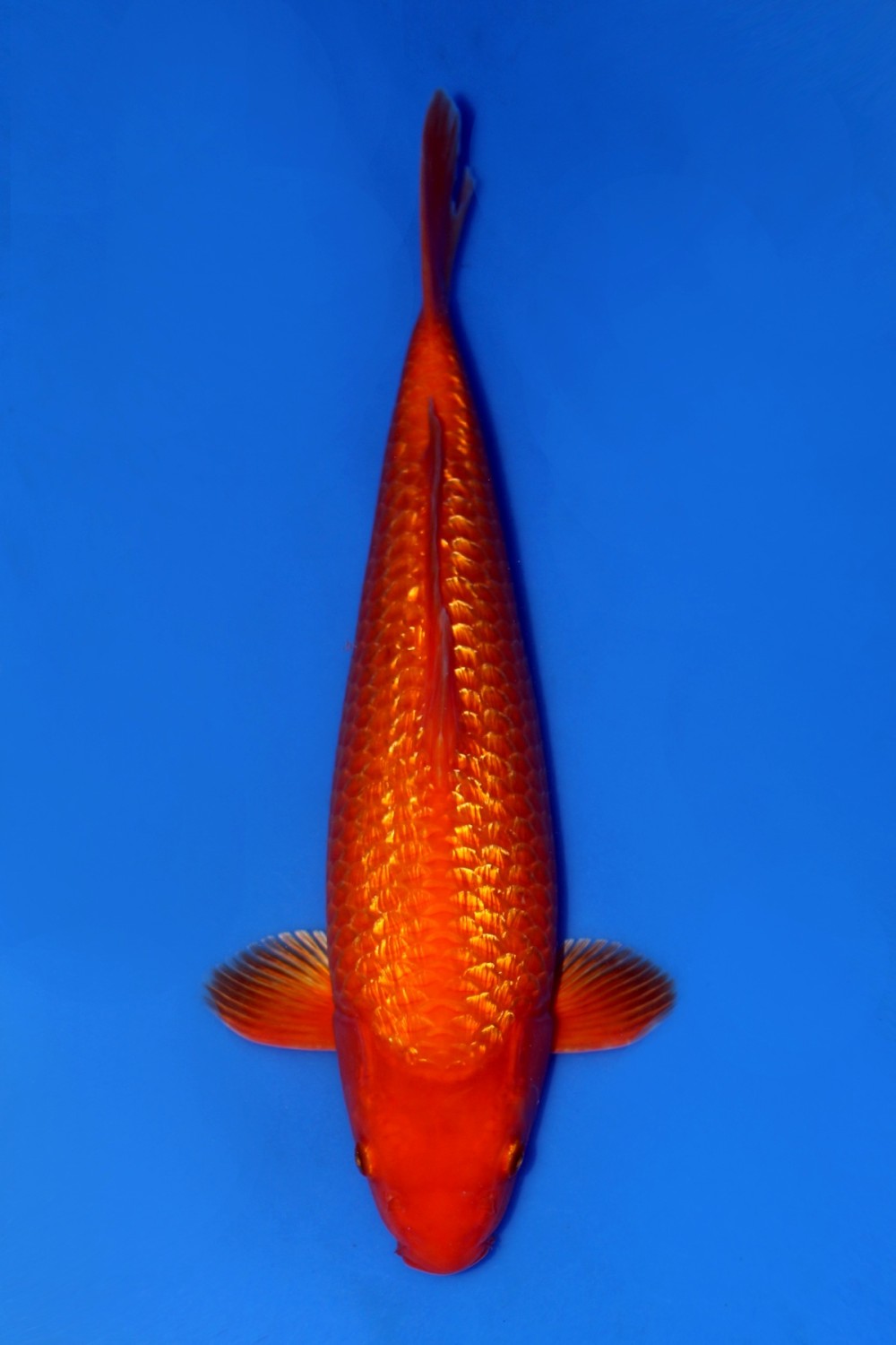 Juara 5