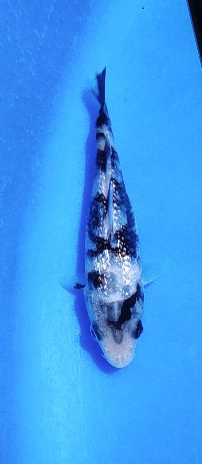 Juara 2