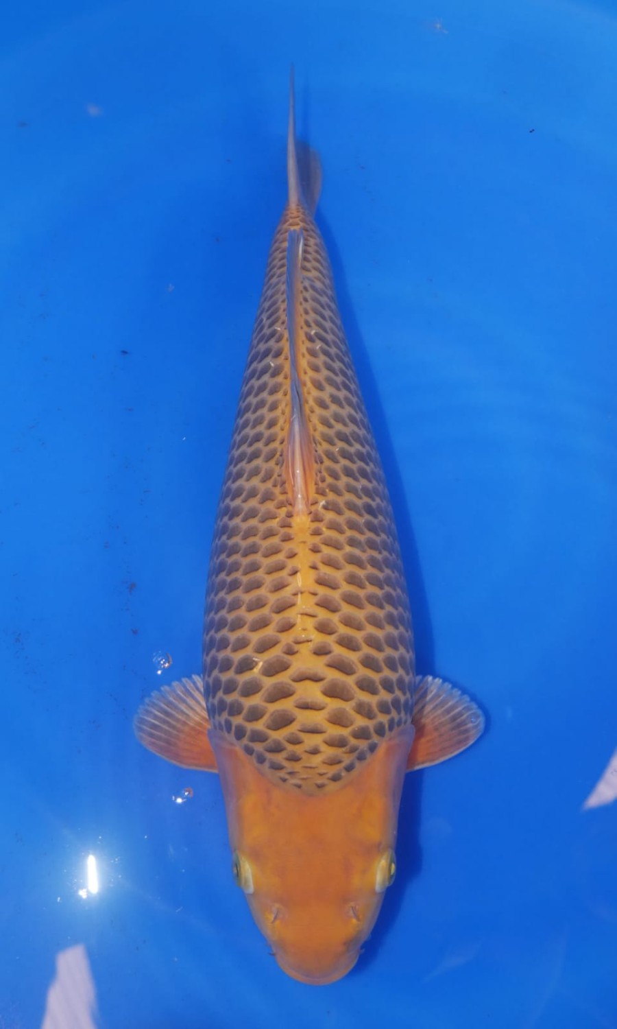 Best In Size E, 41 - 45 cm