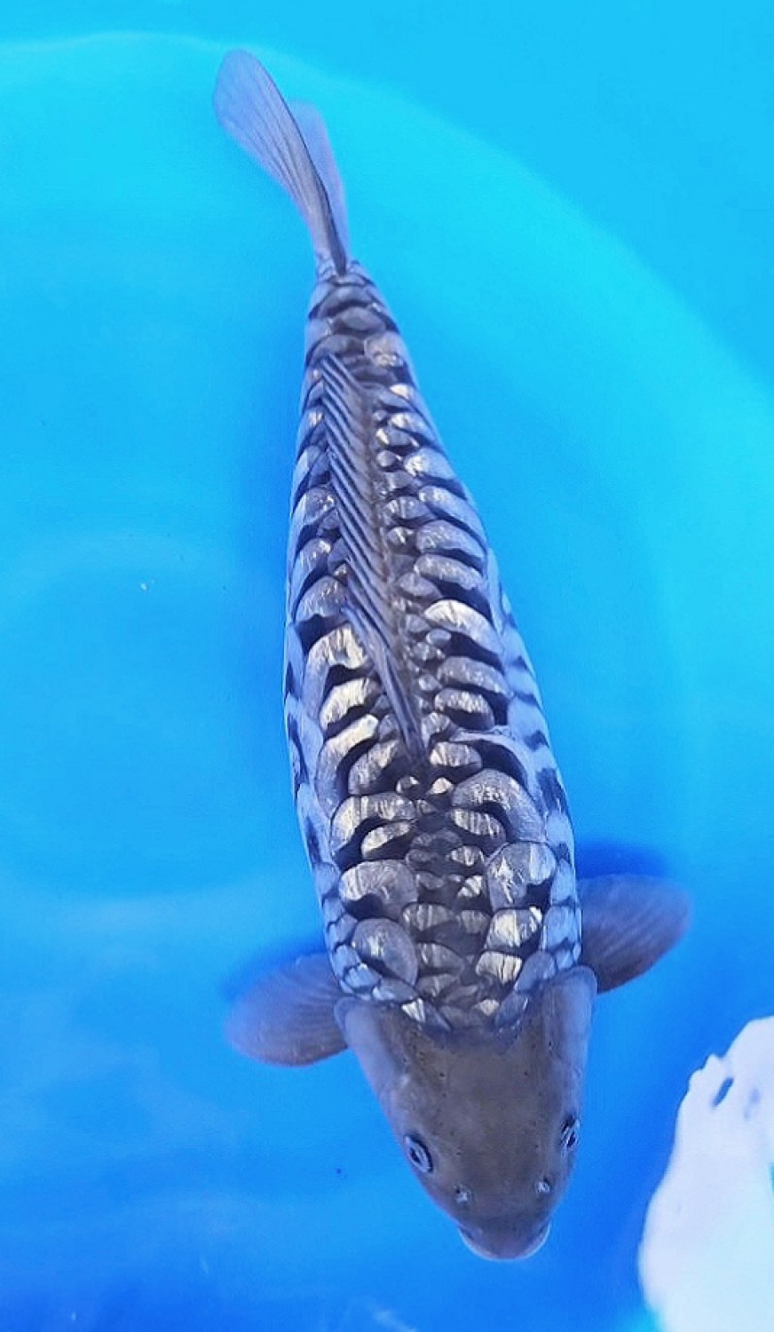 Juara 5