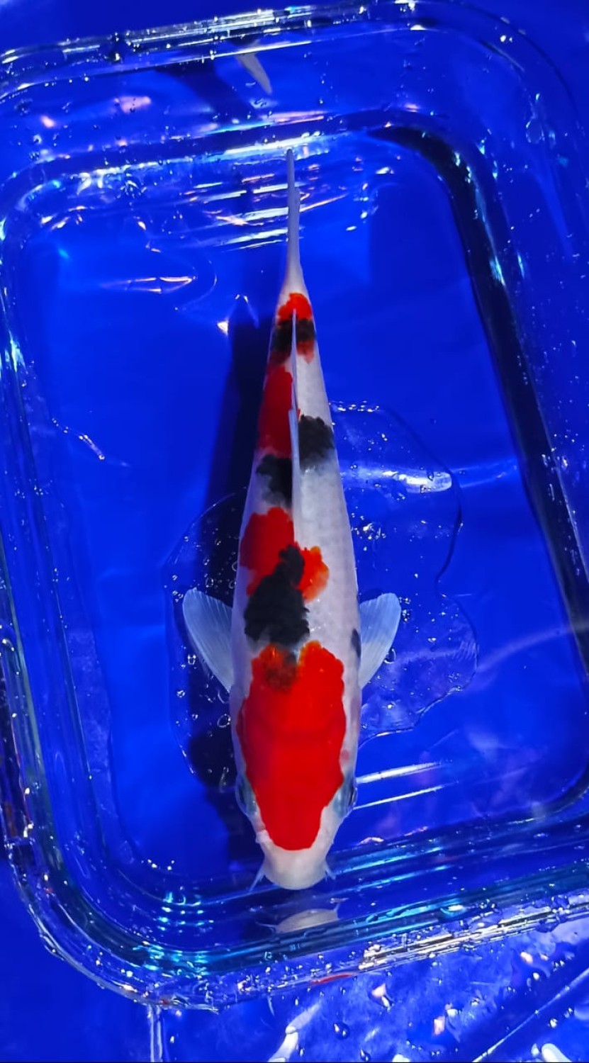 Best In Size A, 13 - 15 cm