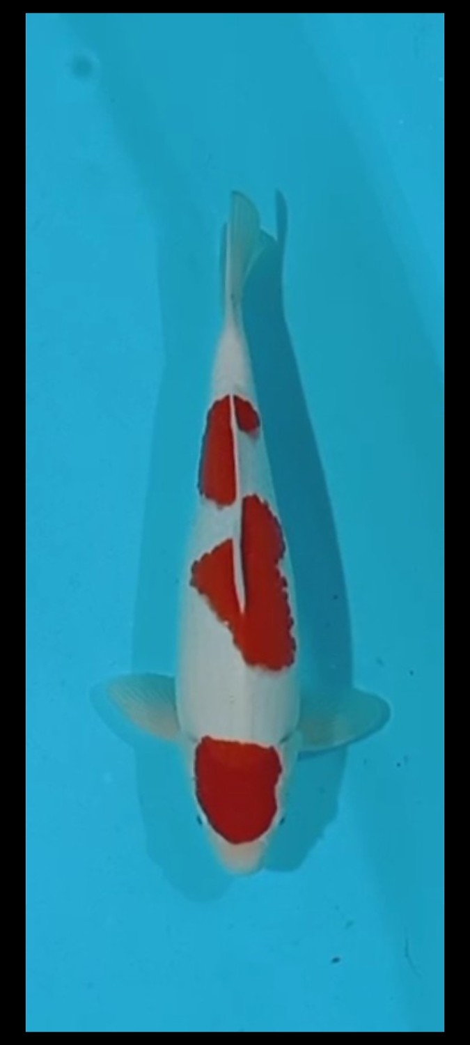 Juara 4