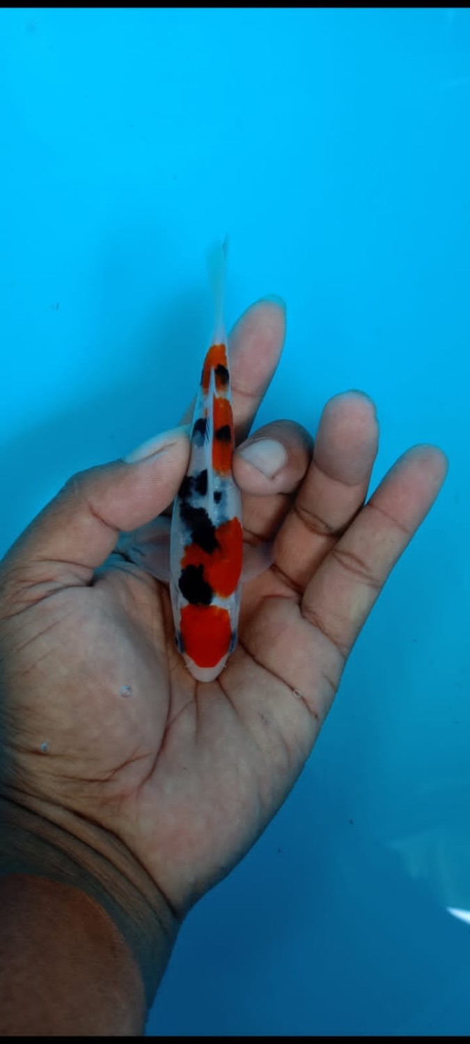 Juara 1