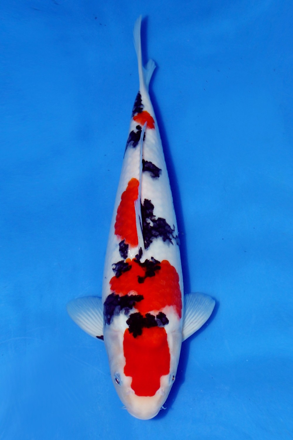 Juara 5