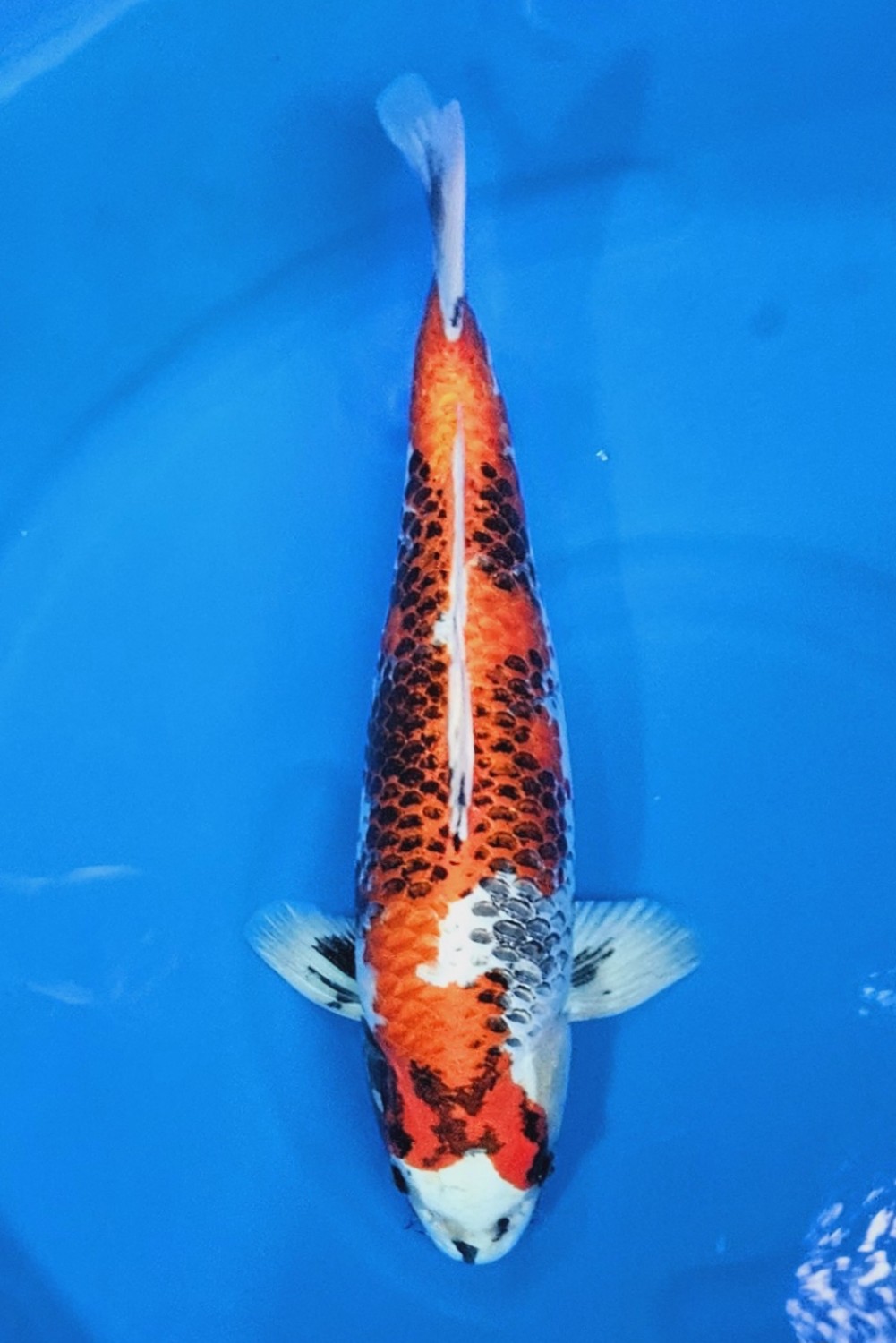Juara 1