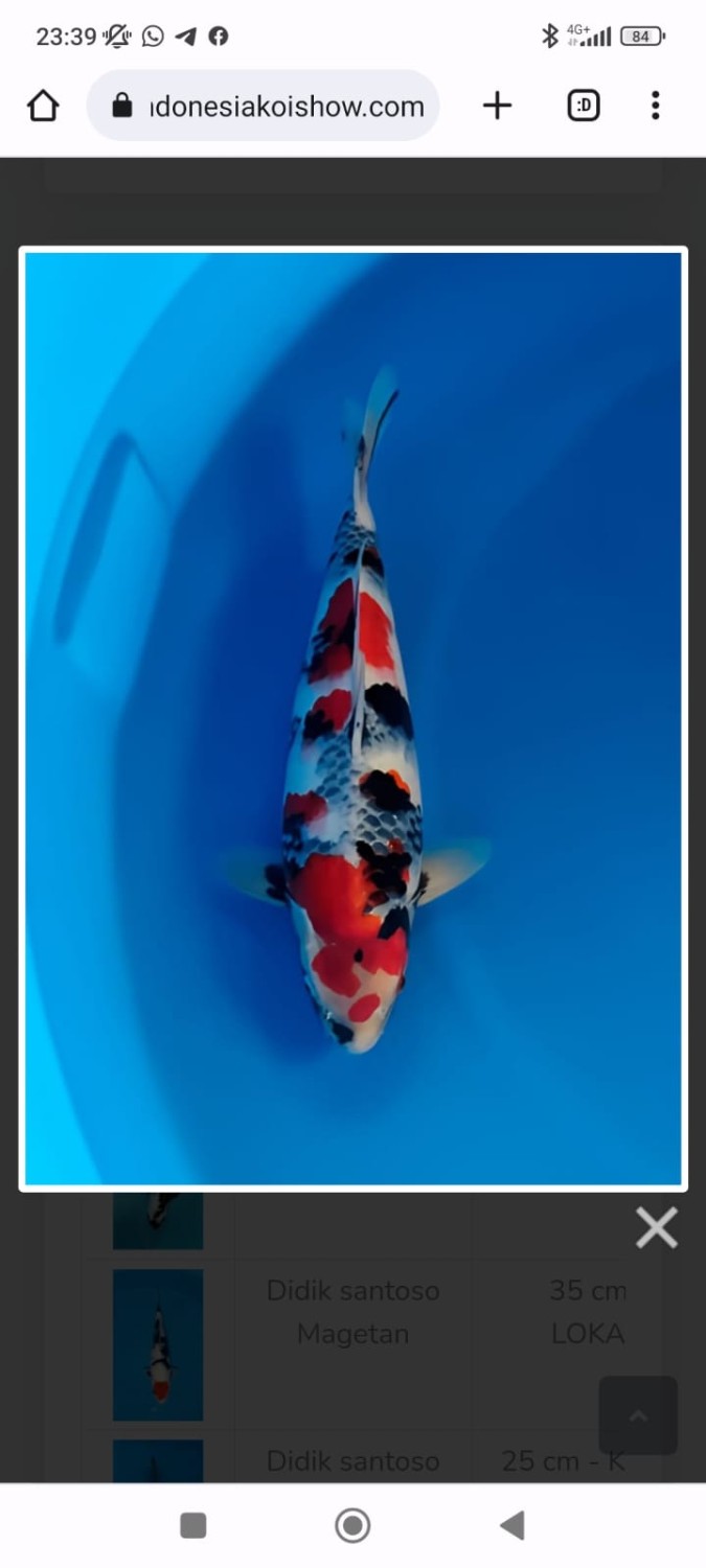 Best In Size G, 51 - 55 cm