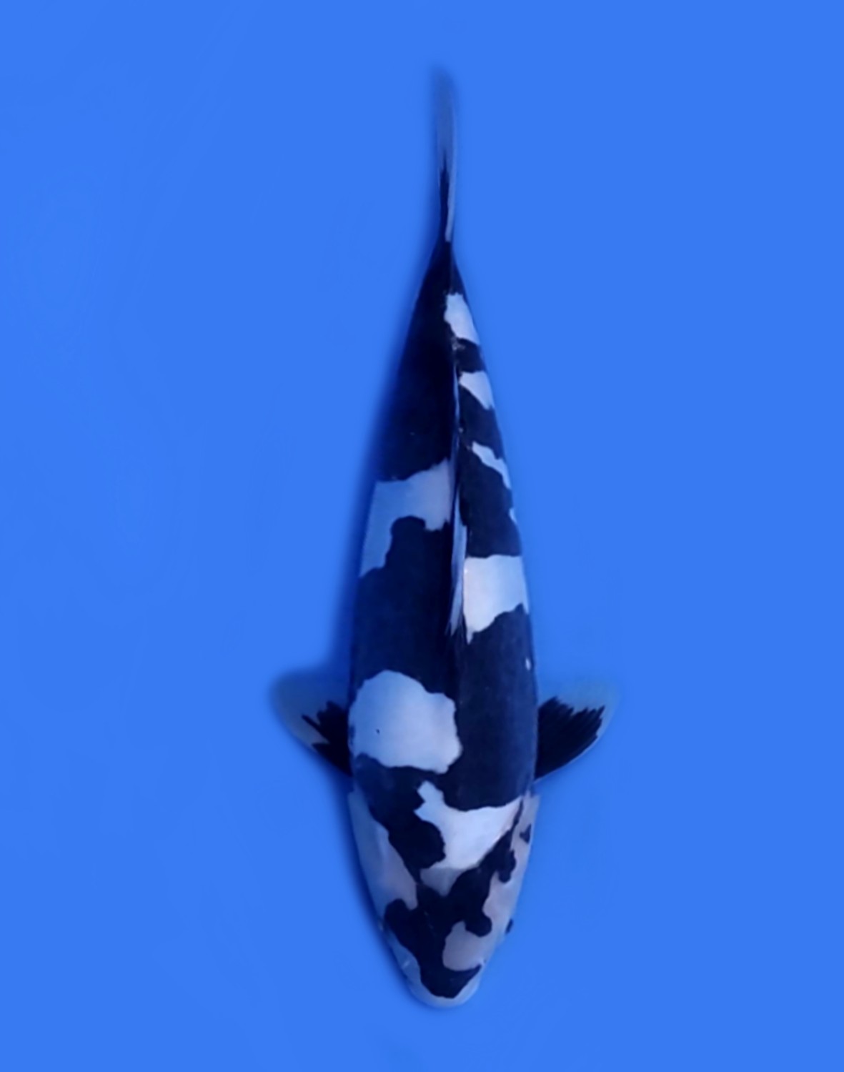 Juara 2