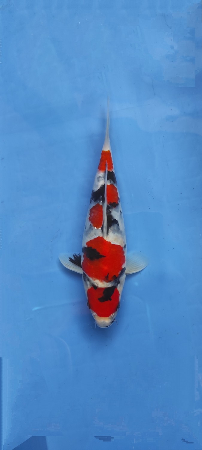 Juara 1