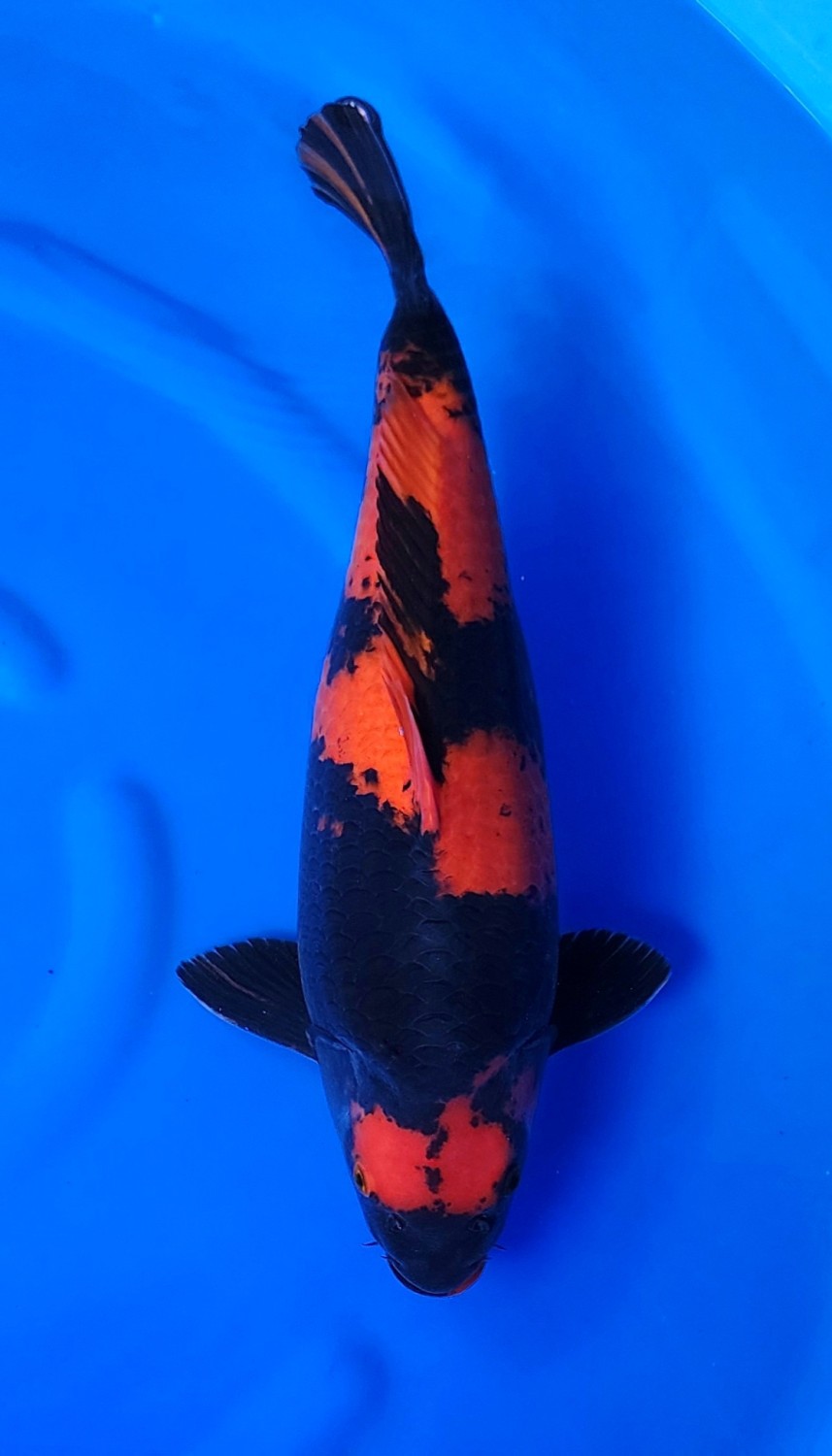 Best In Size D, 51 - 55 cm