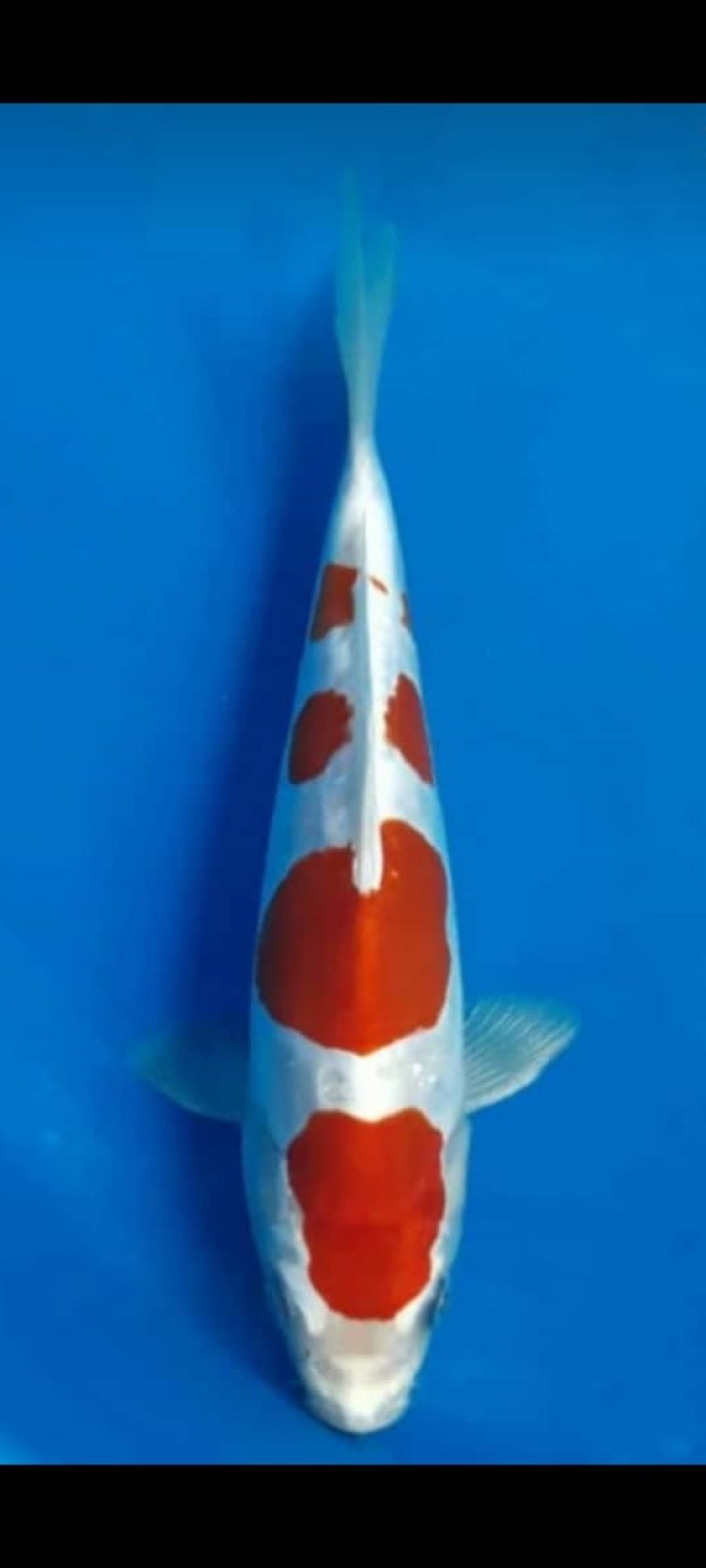 Juara 4