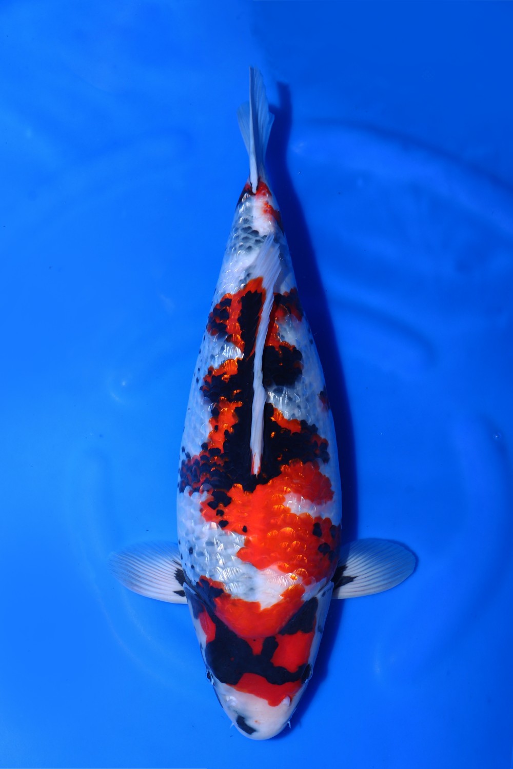 Best In Size G, 46 - 50 cm