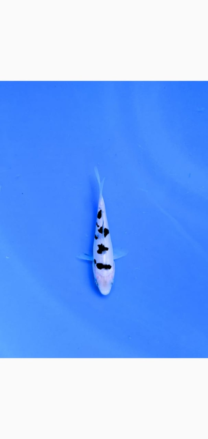 Juara 1
