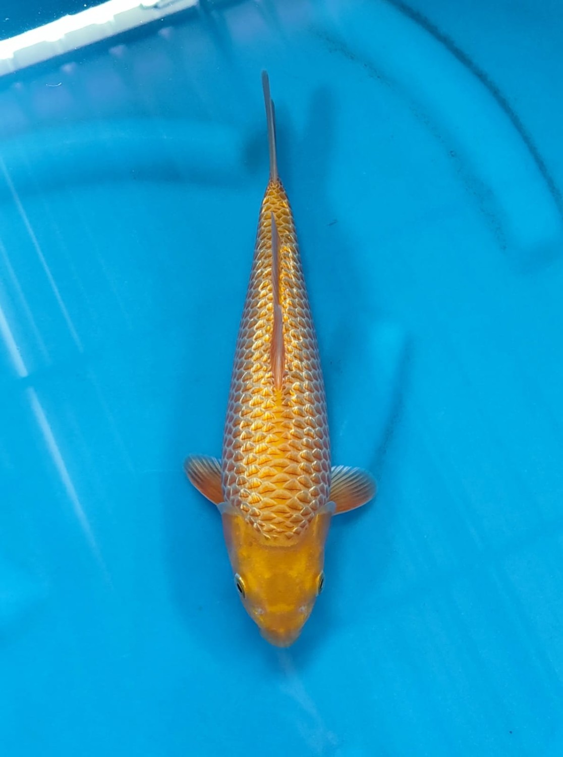 Juara 1