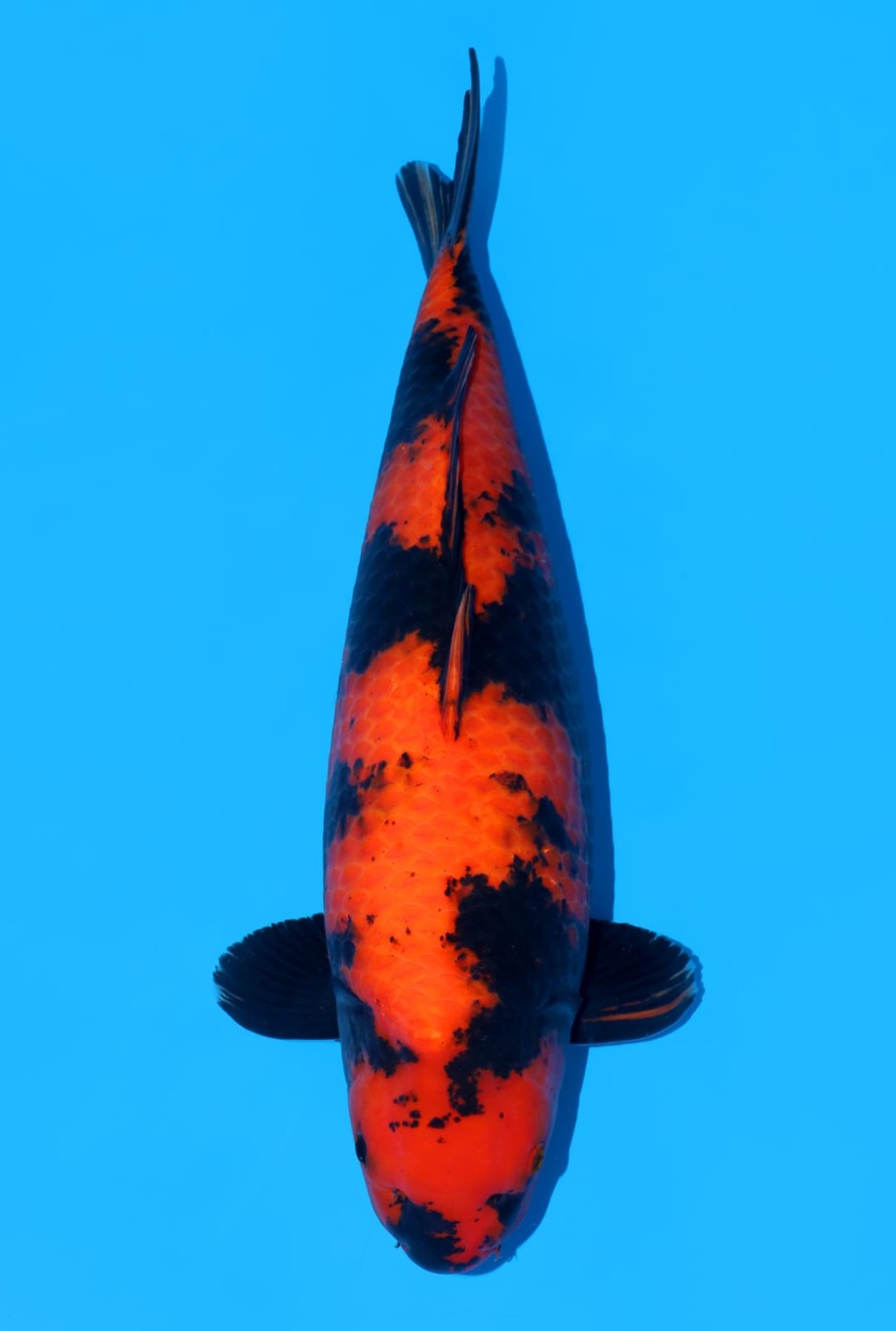 Juara 1