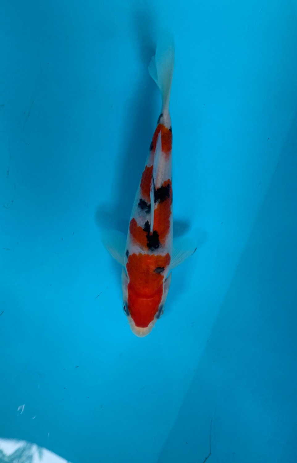 Juara 5