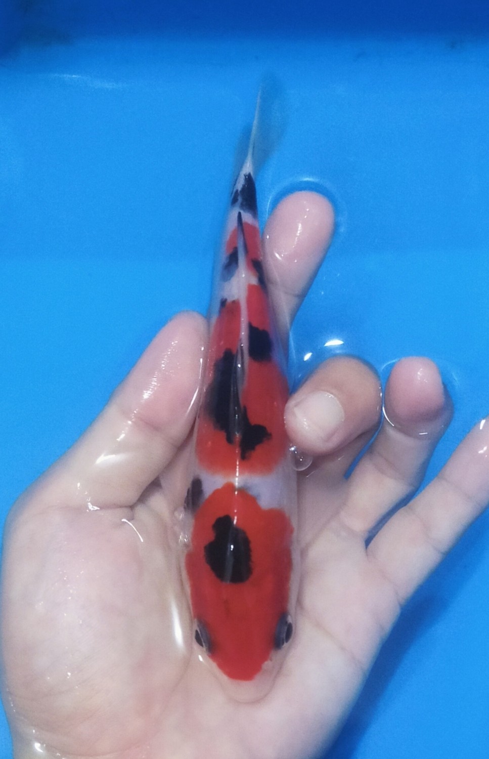 Juara 2