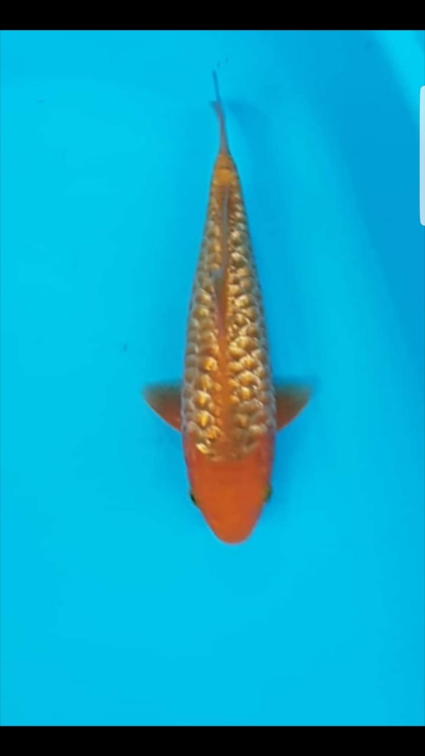 Juara 1