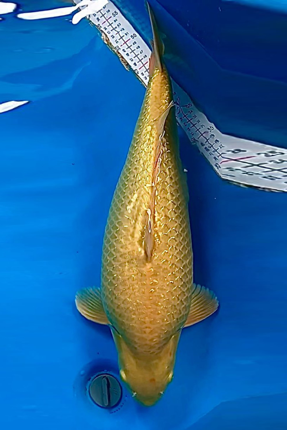 Juara 3