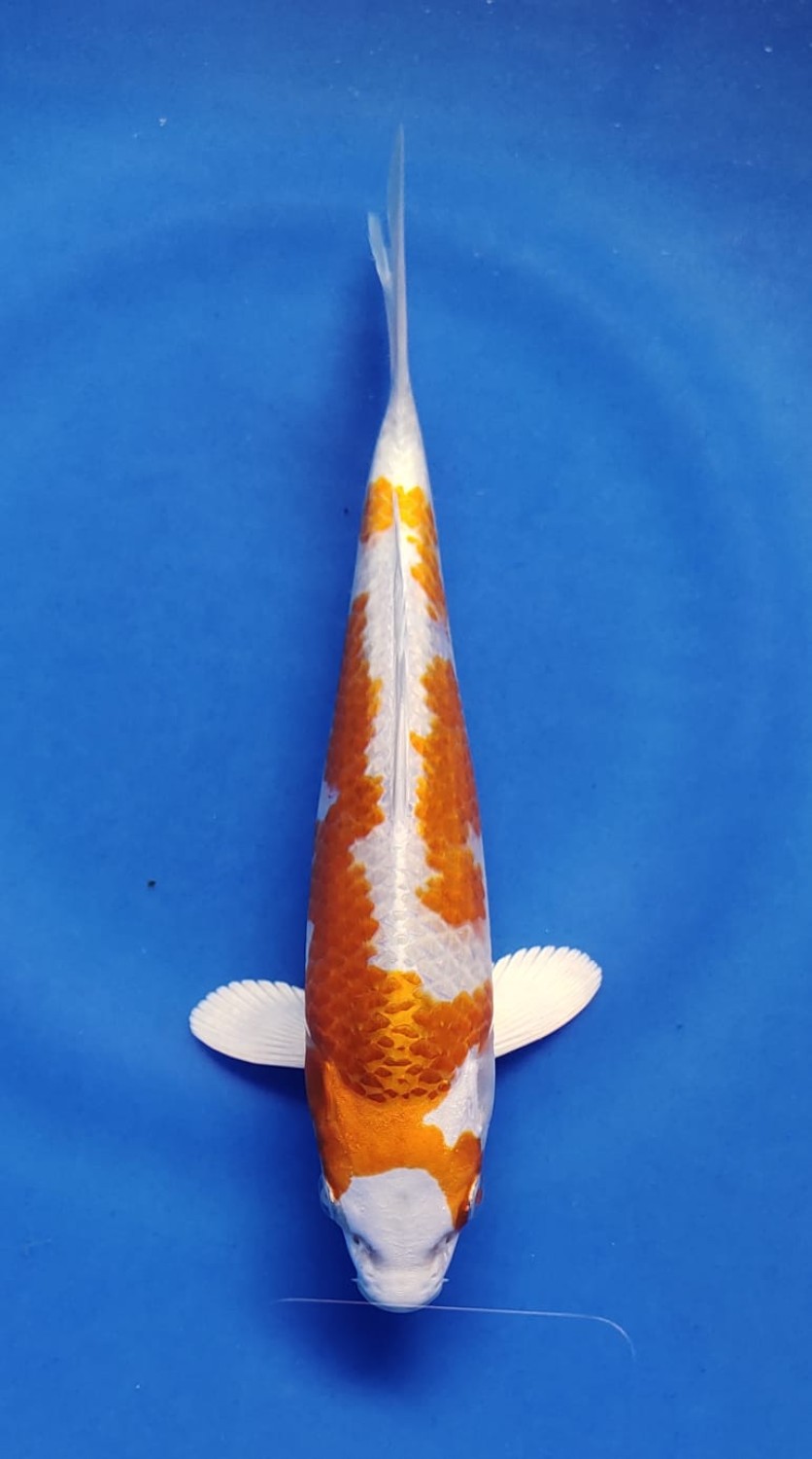 Juara 1