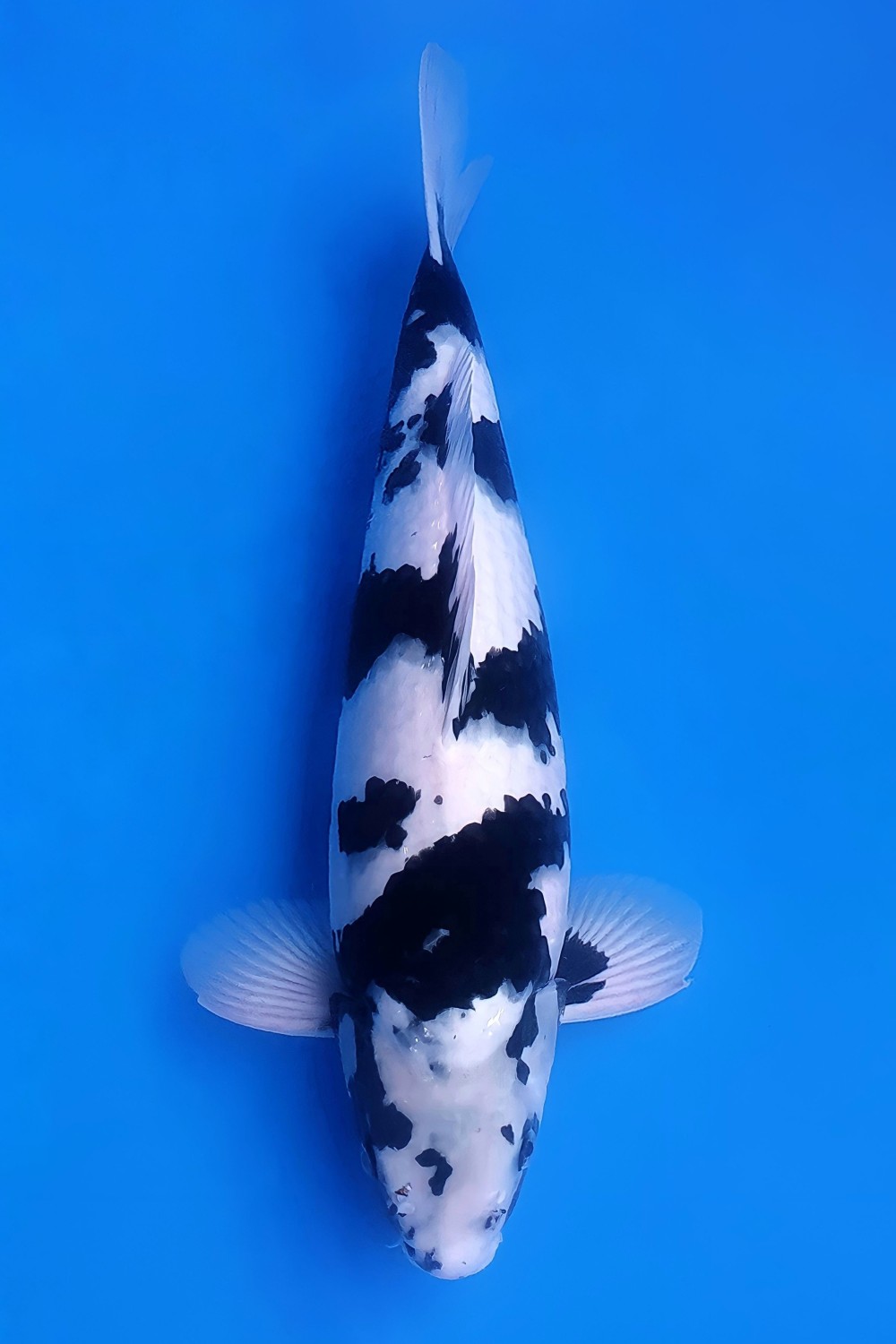 Best In Size B, 46 - 50 cm