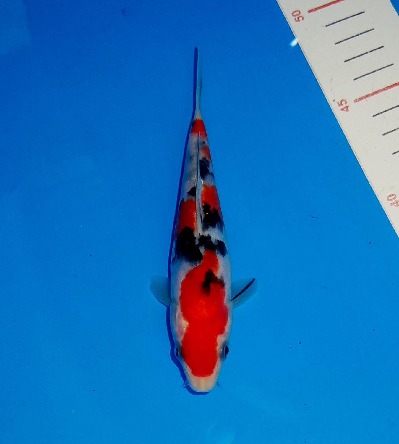 Best In Size F, 13 - 15 cm