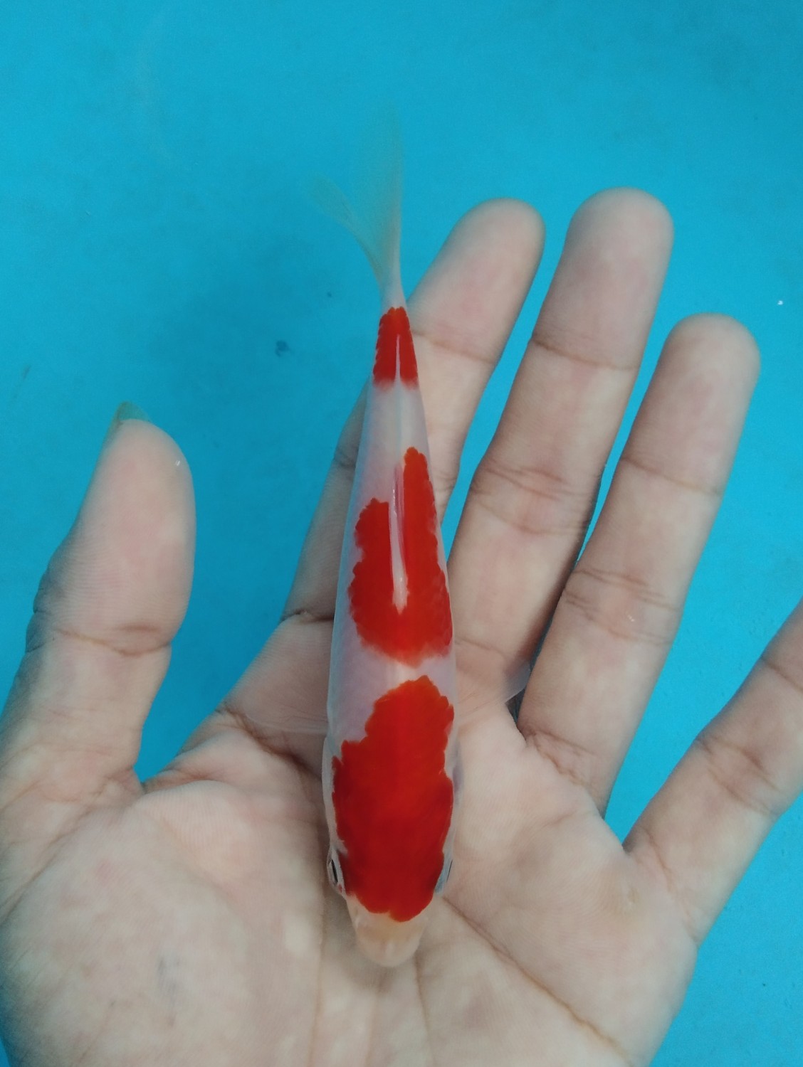 Juara 5