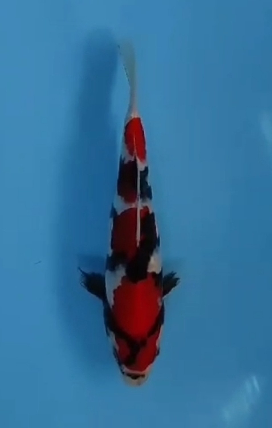 Juara 2