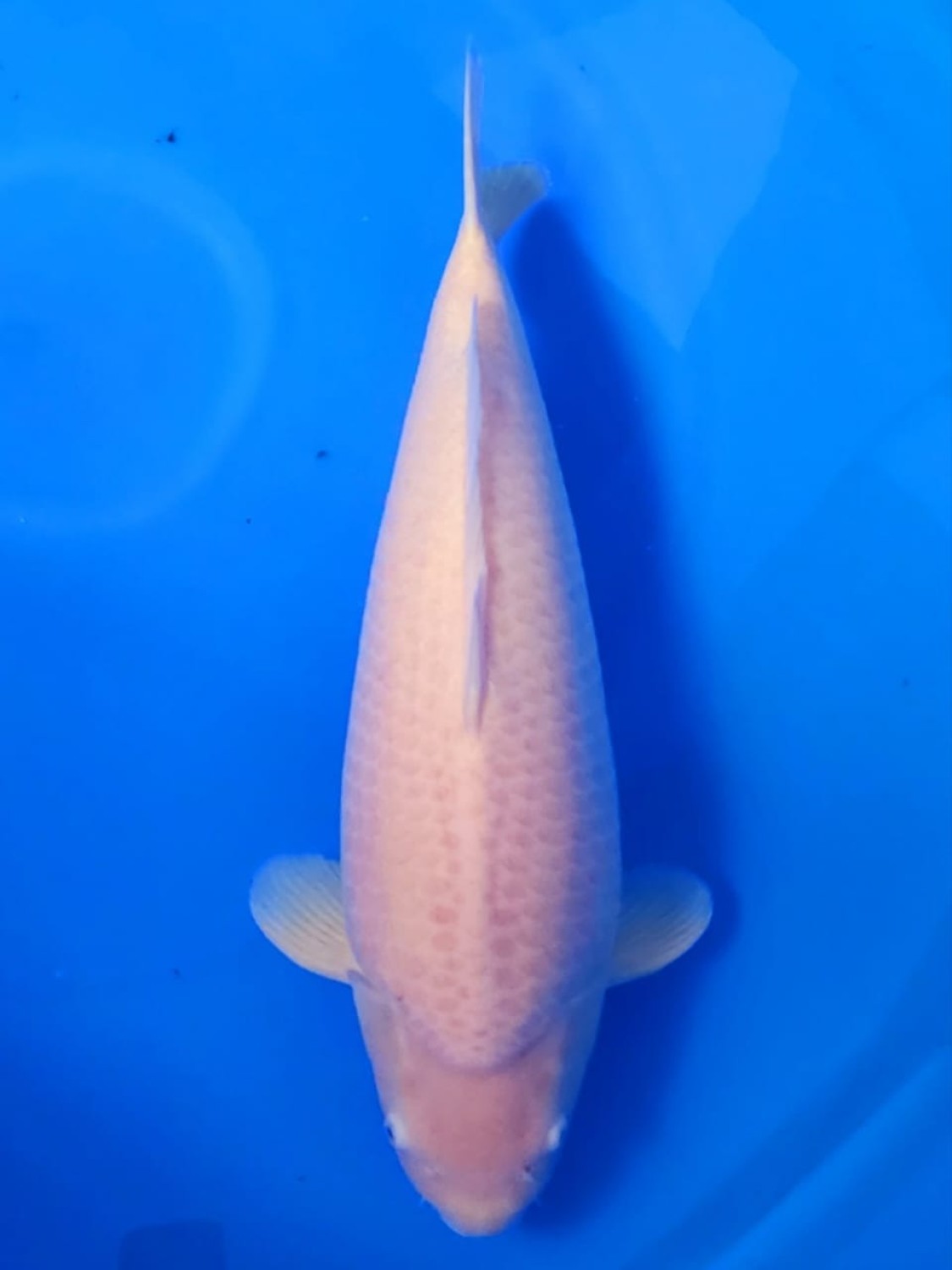 Juara 1