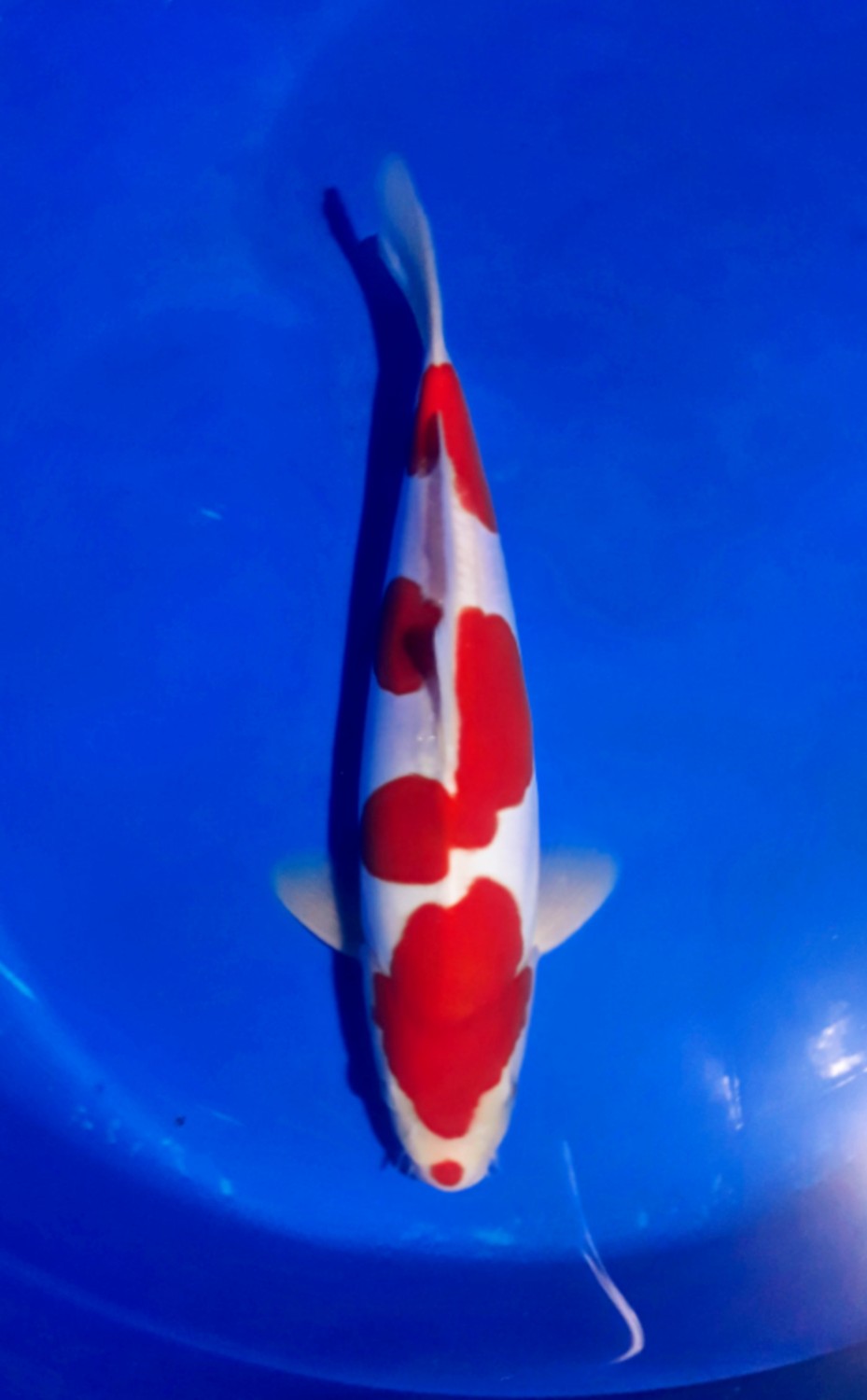 Juara 1
