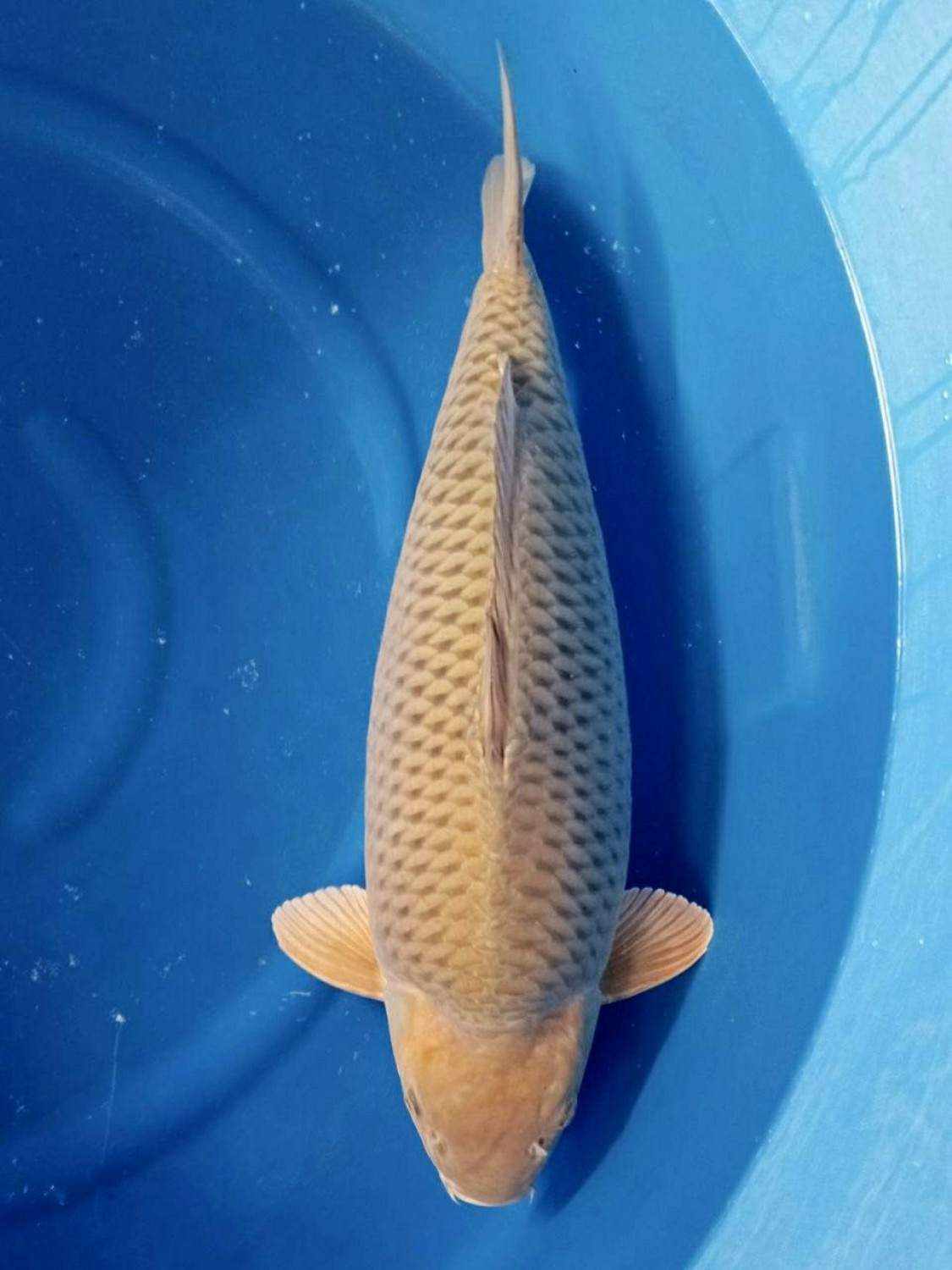 Juara 5