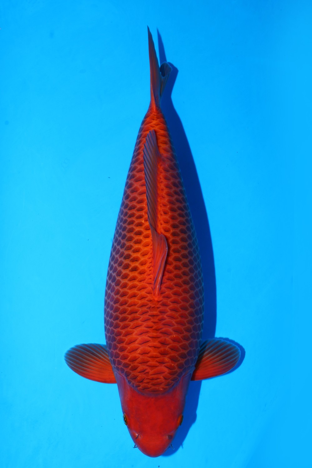 Juara 1