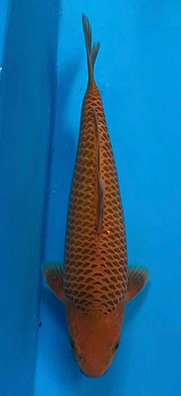 Best In Size E, 26 - 30 cm