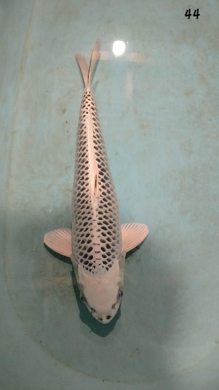 Juara 1