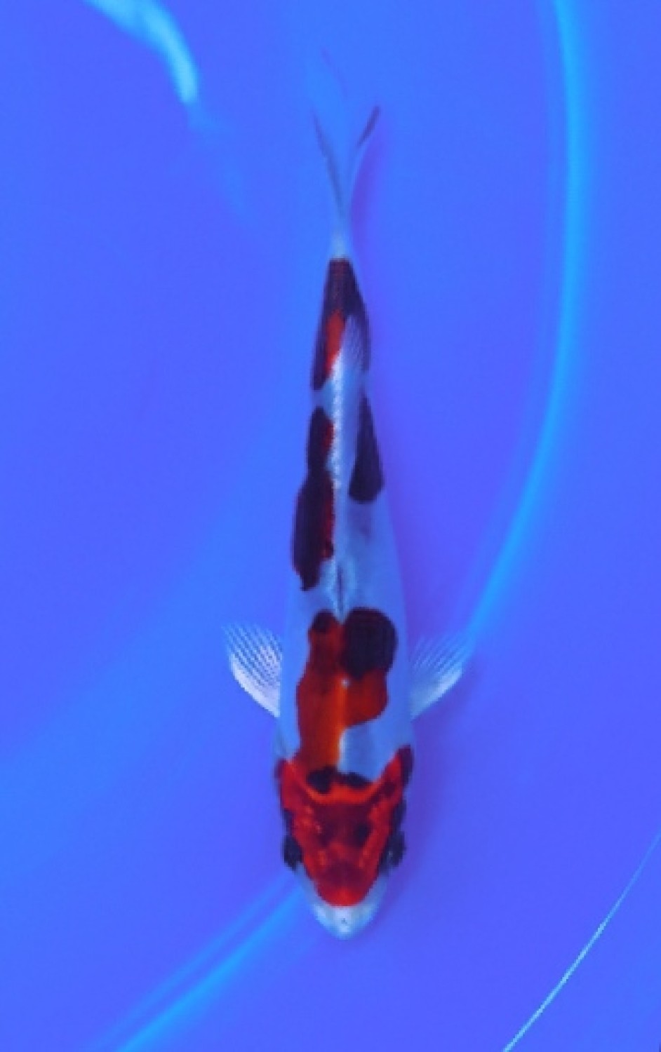 Juara 4