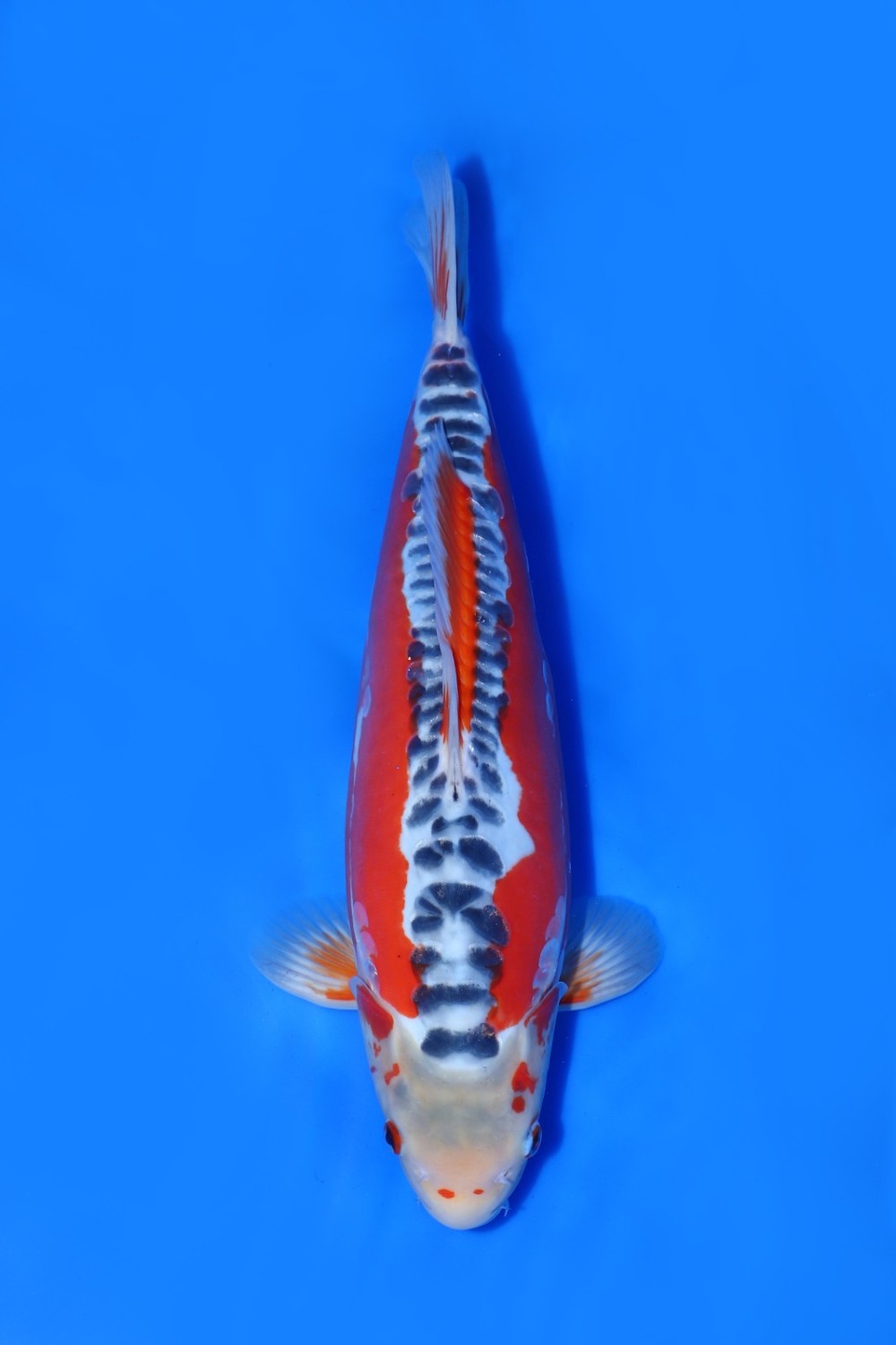 Juara 2