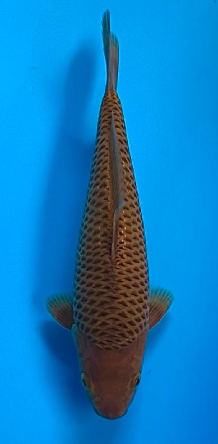 Juara 2