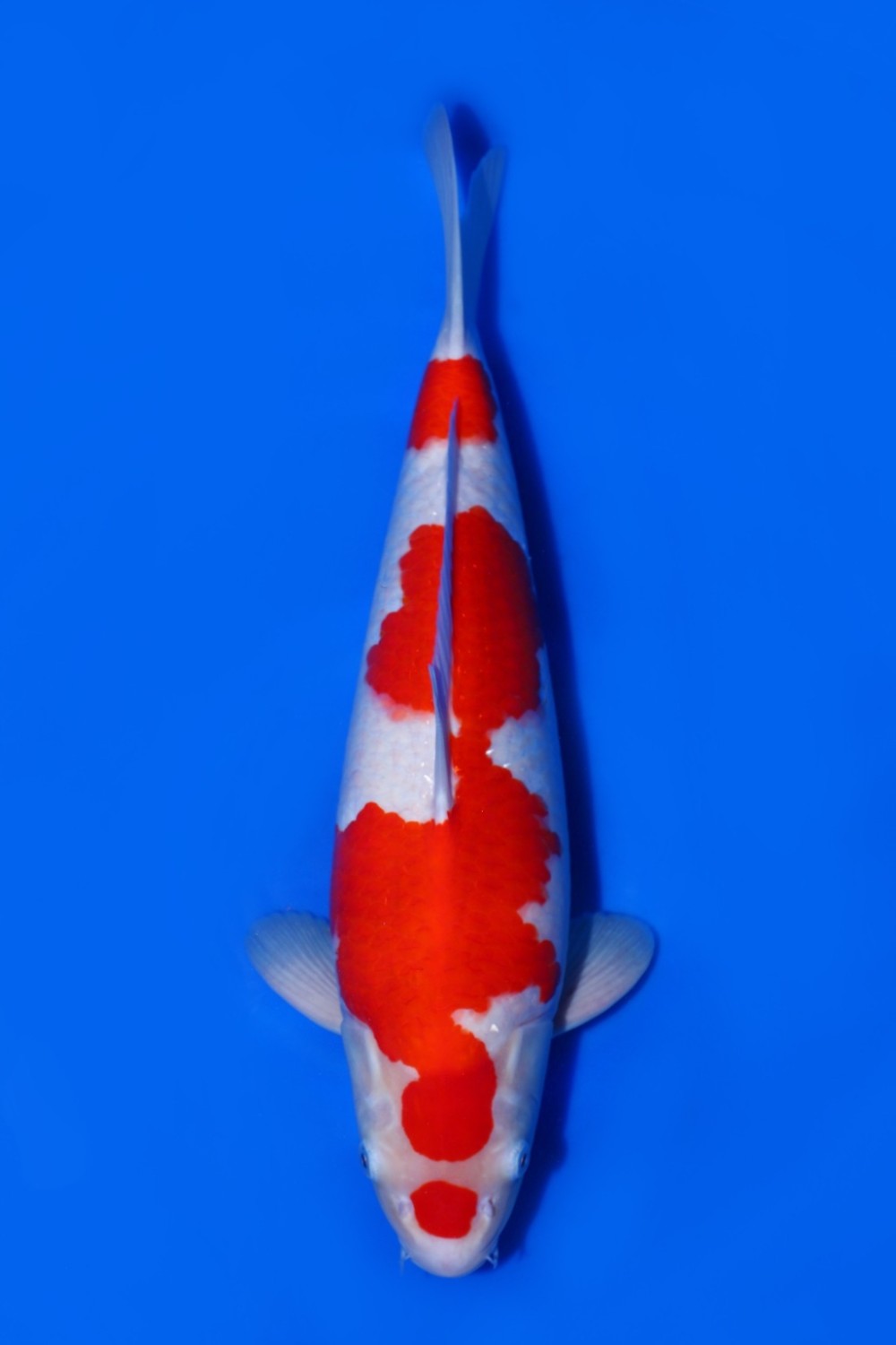 Juara 1