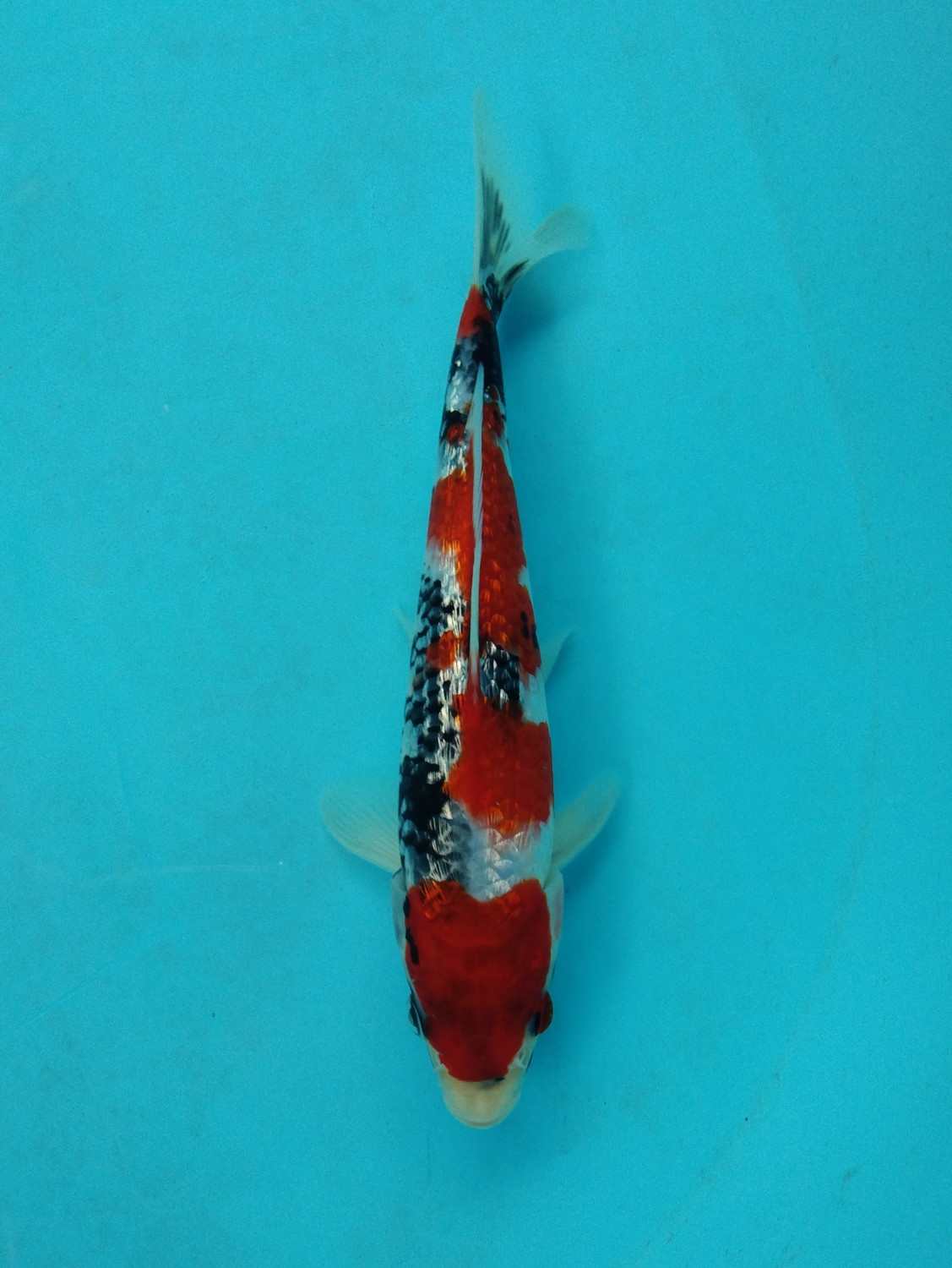 Juara 5
