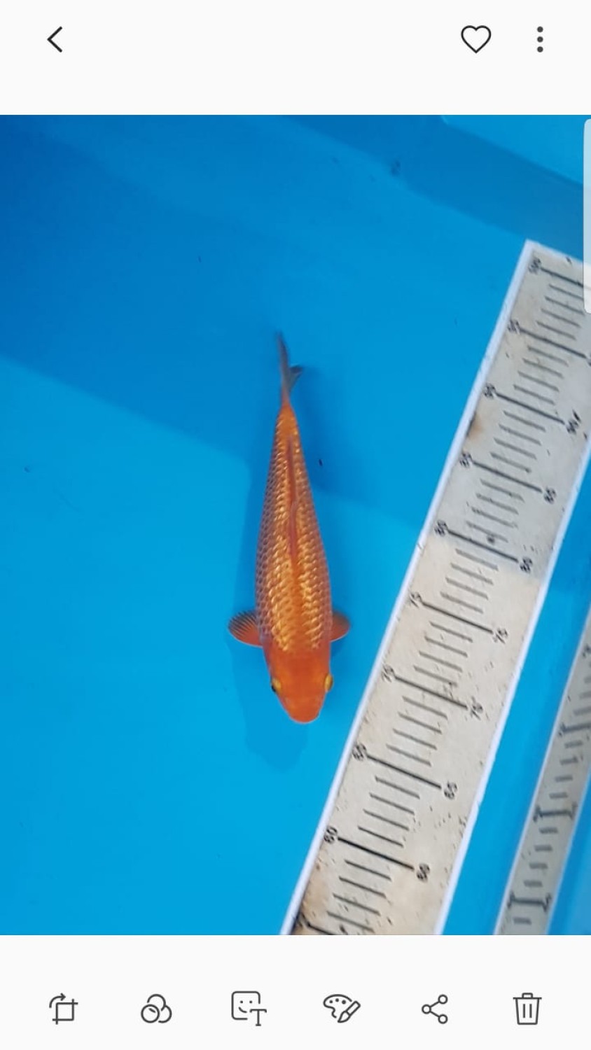 Best In Size E, 16 - 20 cm