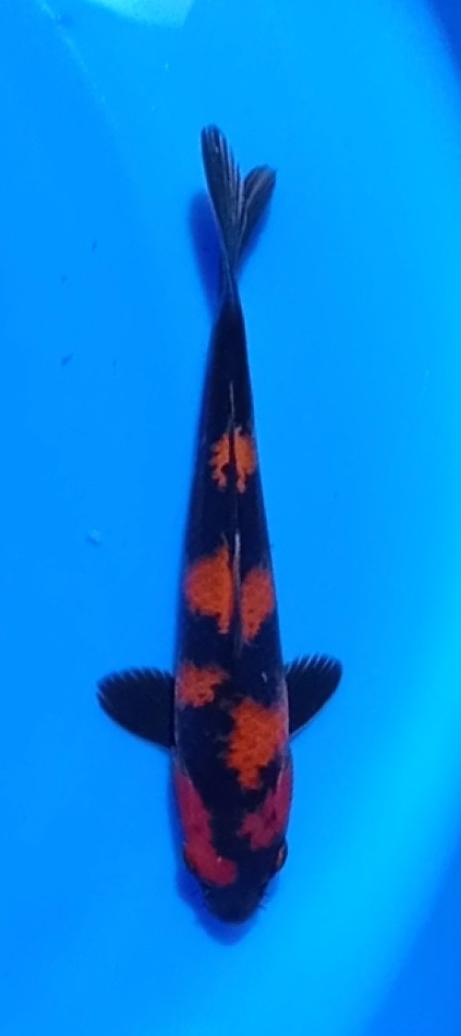 Juara 4