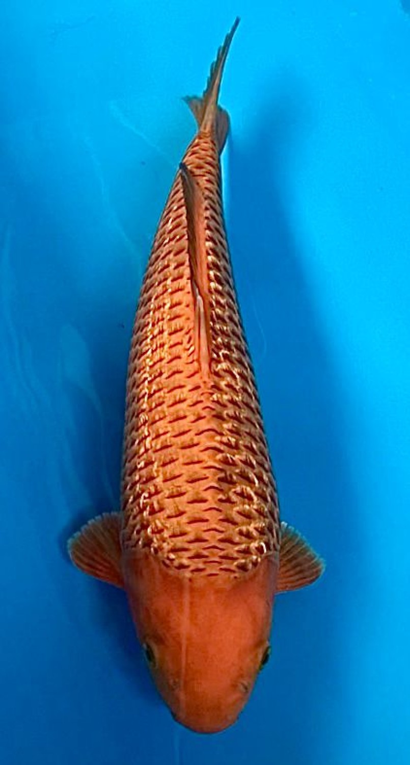 Juara 2